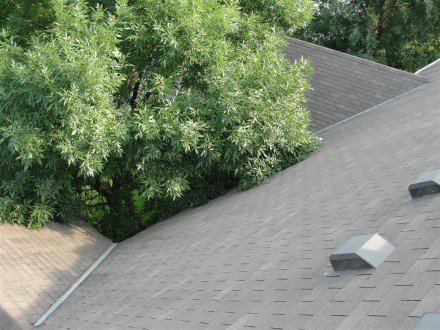 Roof: tree limbs rubbing the covering